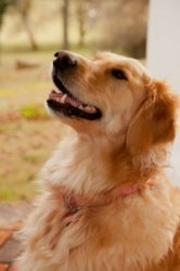 Callalilly, The beautiful golden retriever at The Inn At Meander Plantation